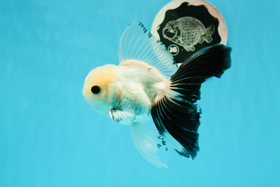 Panda macho de ojos de botón de grado A Oranda de 4,5 a 5 pulgadas n.° 0517OR_05