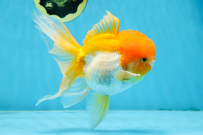 Orange White Oranda Female 5.5 inches #071125OR_07