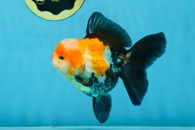 UNIQUE A Grade Tricolor Oranda Female 4.5-5 inches #082225OR_25
