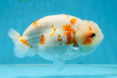 BEAUTY A Grade Kohaku Sakura LionQueen 5.5 inches #102425LC_08