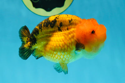 Adorable A Grade Super Cute Apache LionQueen 4 inches #050225LC_14