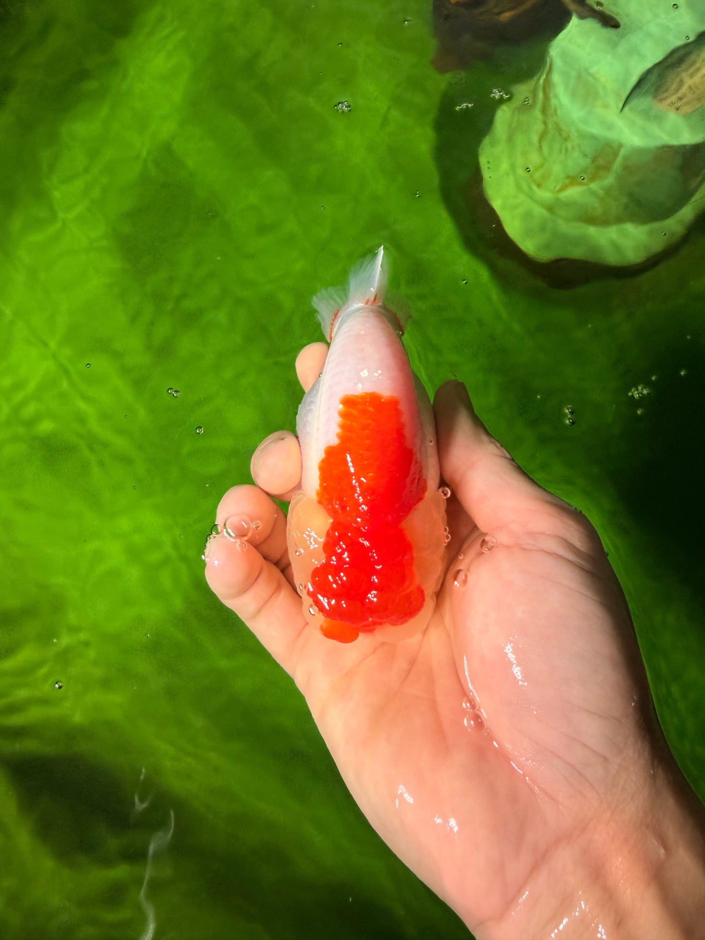 Red White LionChu Female 4-4.5 inches #041026LC_16