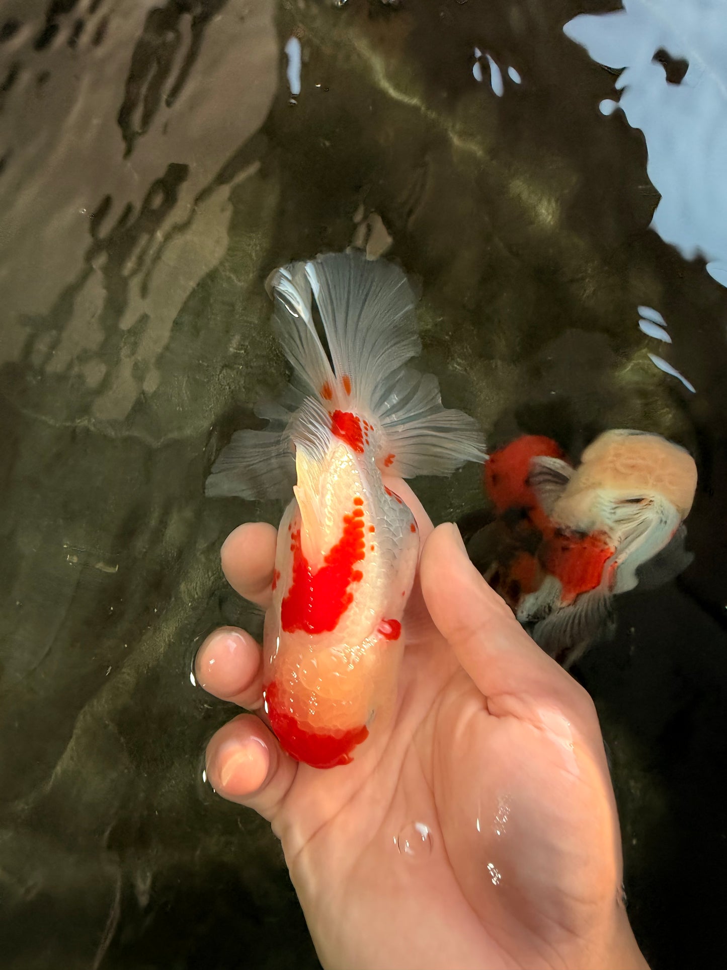 A Grade Red White Oranda Female 5.5 inches #061926OR_15