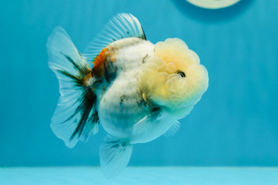 Bull Dog Calico Oranda Female 4 inches #0105OR_11