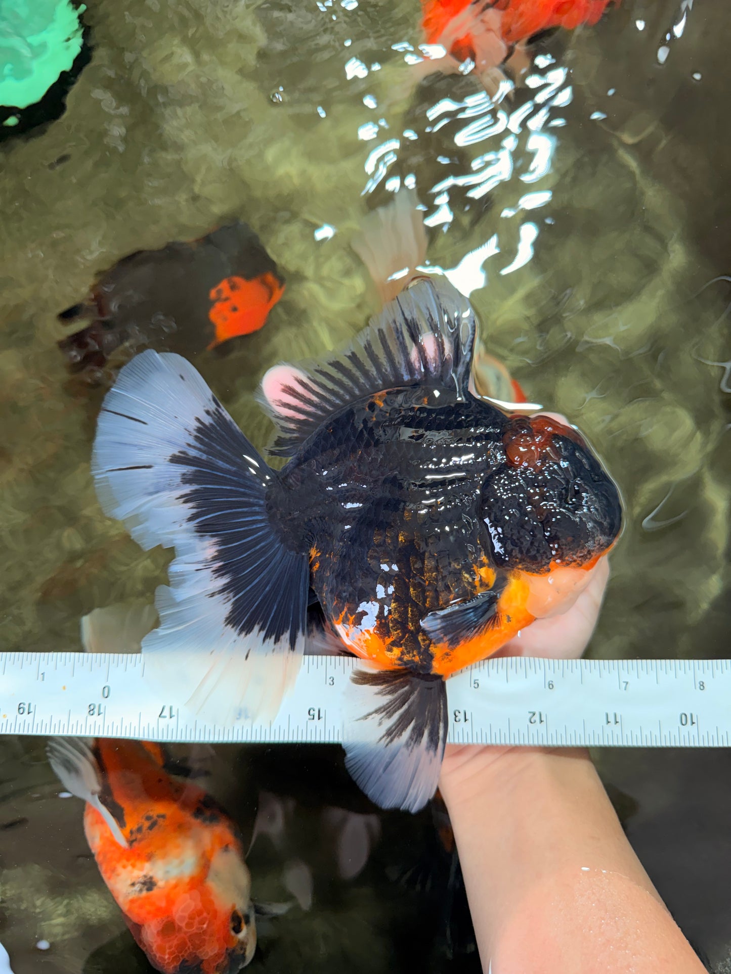 AAA Grade Super Red Head Kirin Oranda Male 7-7.5 inches #062626OR_01