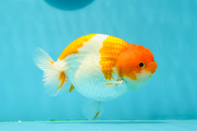 AAA Grade Chubby Red White LionKing 5 inches #0308LC_03