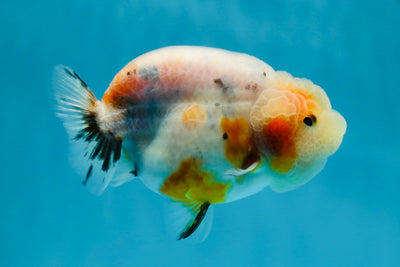 A Grade Calico LionQueen 3.5 inches #051625LC_04