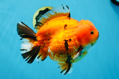 SHOW GRADE Tiger Blaze Godzilla Yuanbao Grade Male 6.5 inches #020725OR_02