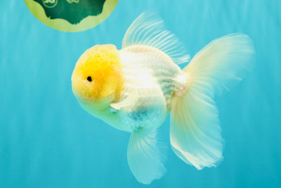 A Grade White Oranda Male 5.5 inches #101626OR_09