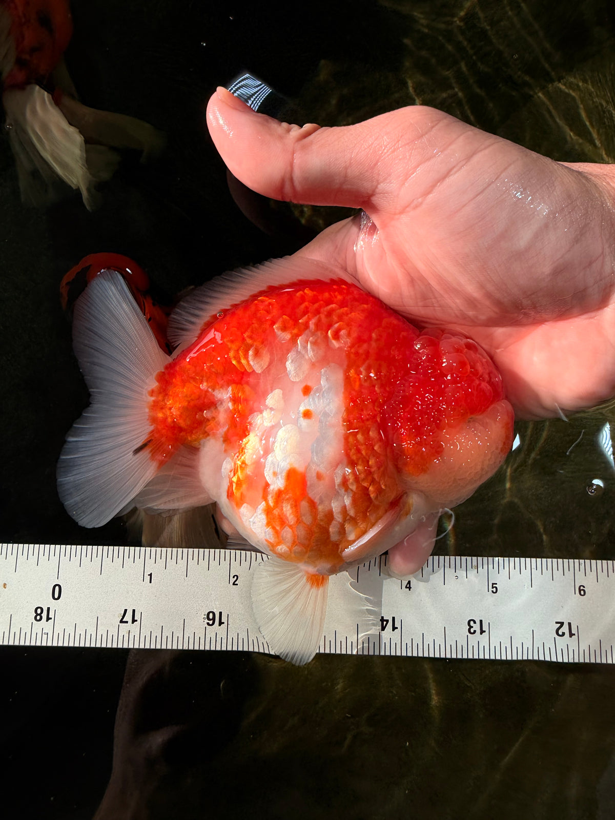 CHONKY AAA Grade Sakura Yuanbao Male 5-5.5 inches #100926YB_04