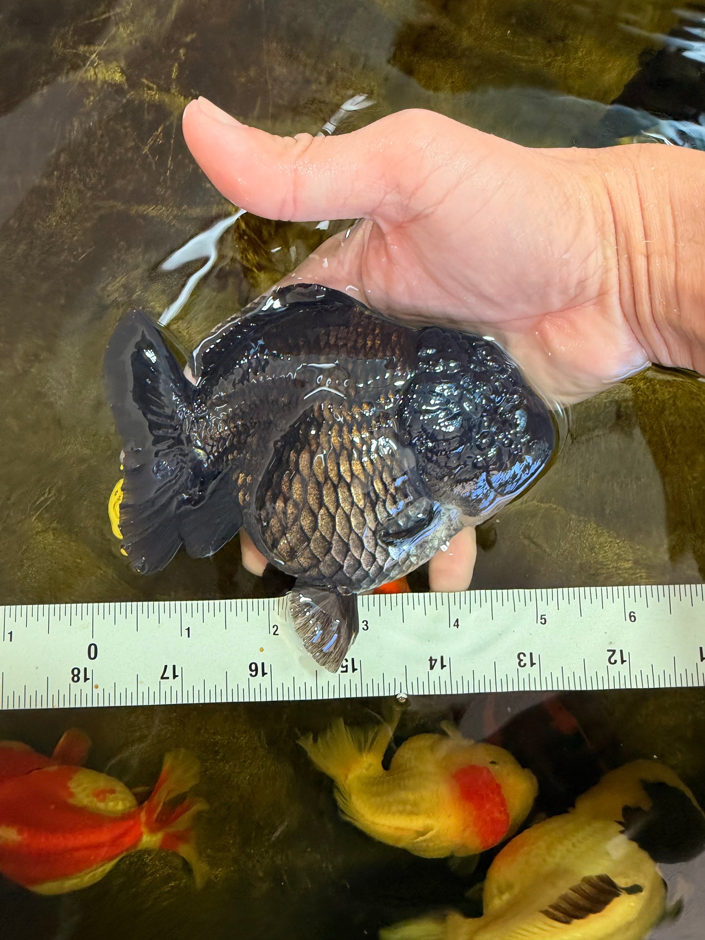 AAA Grade Godzilla Black Yuanbao Female 5 inches #101025YB_22