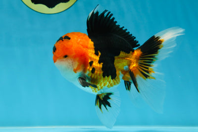 AAA Grade Tricolor Oranda Male 5-5.5 inches #051625OR_24