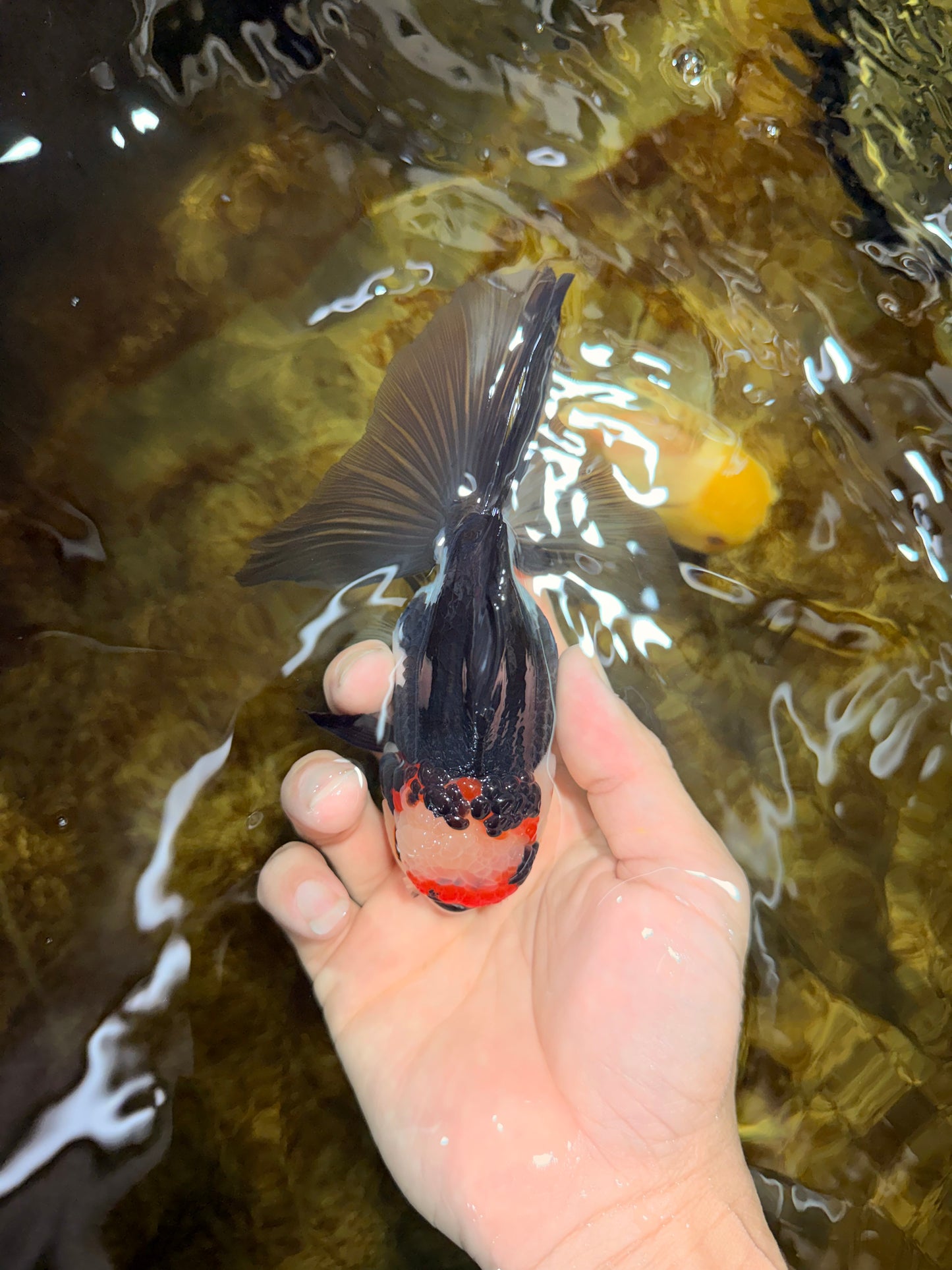 Tricolor Oranda Female 5-5.5 inches #111425OR_17