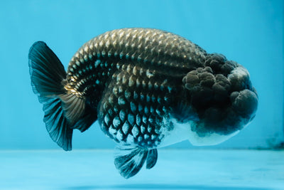 AAA Grade CHONKY Blue LionQueen 4.5 inches #100325LC_10