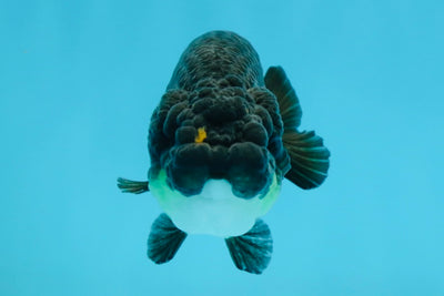 NUGGET A Grade Apache LionKing 3-3.5 inches #030725LC_03