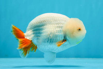 👶 Baby Red White Lipstick Lionchu Male 4.5-5 inches #0614LC_10