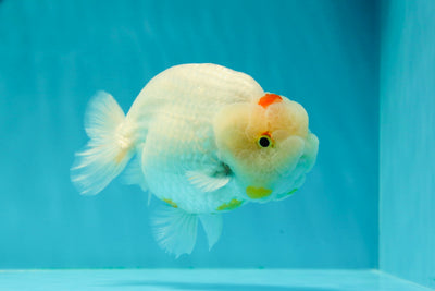 AAA Grade Unique Color Mark Snow White LionKing 4.5-5 inches #0322LC_11