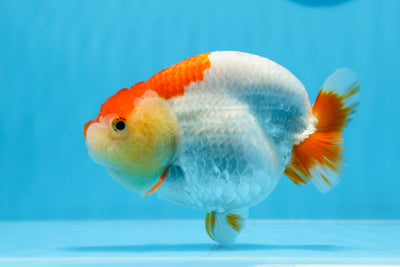 A Grade Orange White LionQueen 4.5-5 inches #0628LC_33