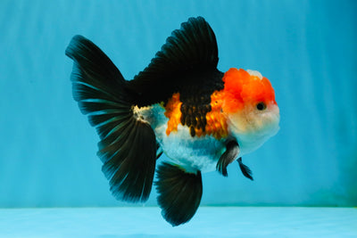 A Grade Tricolor Oranda Male 5-5.5 inches #032726OR_12