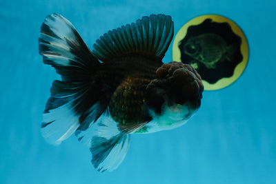 A Grade Fluffy Tail Panda King Oranda Male 5.5 inches #020725OR_27