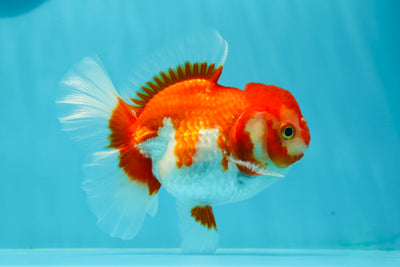 A Grade Red White Oranda Female 4.5 inches #0126OR_05