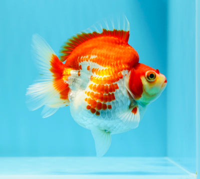 Ryukin hembra de maíz con puntos rojos y blancos de grado de exhibición, 4,5 pulgadas, n.° 0503RK_38