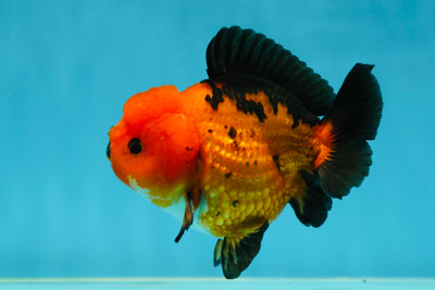 A Grade Pompom Apache Button Eyes Yuanbao Male 4 inches #050925YB_26