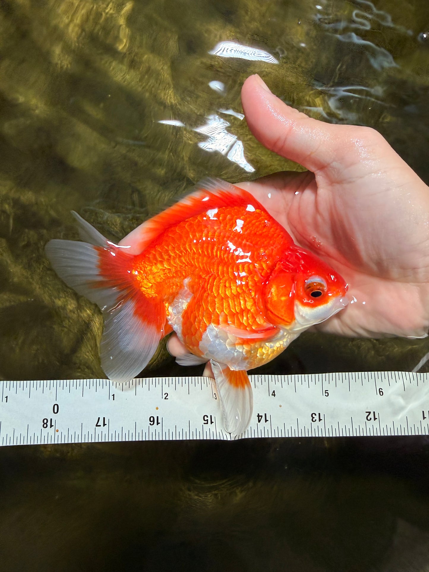 A Grade Red White Ryukin Male 5.5 inches #111425RK_13