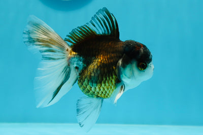 Panda macho de grado A, Oranda volcánica, 4,5 pulgadas, n.° 0105OR_16