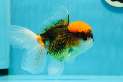 Mâle Oranda tricolore Volcano de catégorie A 5 pouces #0126OR_01