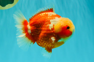 SUPER CUTE AAA Grade Strong Body Structure Kohaku Red White Yuanbao Male 6 inches #092526YB_12