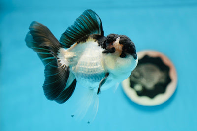 A Grade Panda Oranda Male 5 inches #0922OR_17
