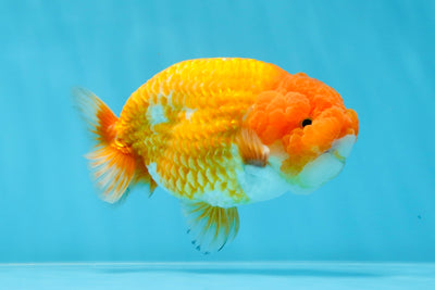 A Grade Mac N' Cheese Red White LionKing 4.5 inches #020725LC_14