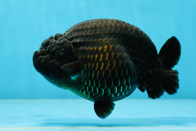 AAA Grade RARE Strong Body Structure Godzilla Black LionQueen 5 inches #051625LC_07