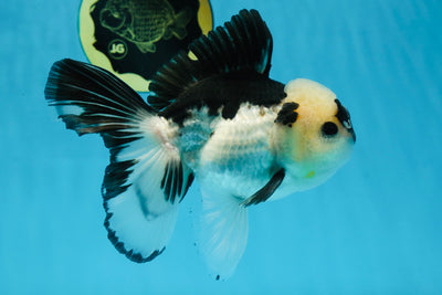 A Grade Panda Button Eyes Oranda Male 5-5.5 inches #091925OR_06
