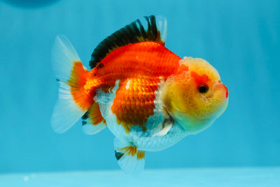 AAA Grade Jade Head Yuanbao Female 4 inches #1020YB_01