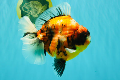 AAA Grade Jumbo Body Marble Sakura Oranda Male 6.5-7 inches #062626OR_02