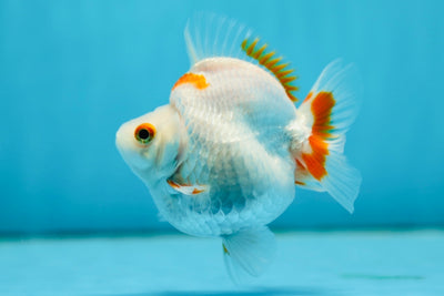 AAA Grade Red White Ryukin Female 3.5 inches #0922RK_02