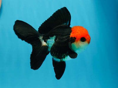 AAA Grade Tricolor Oranda Male 4-4.5 inches #0818OR_22