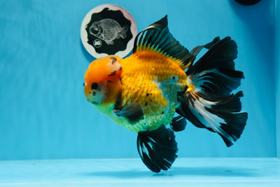 Oranda mâle tricolore de catégorie AAA Rose Tails 7 pouces #0719OR_04