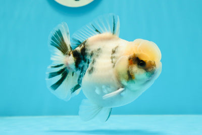 AAA Grade Matte White Tiger Yuanbao Male 4.5 inches #122923YB_10