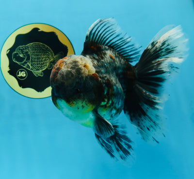 A Grade Kirin Oranda Male 6 inches #080125OR_09