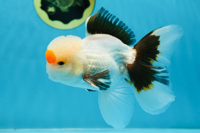 A Grade SUPER CUTE Tricolor Oranda Male 5 inches #062025OR_20
