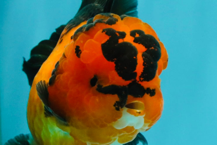 AAA Grade Apache Oranda Female 5-5.5 inches #041726OR_08