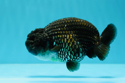 A Grade Cheeky Black Silver LionKing 4.5 inches #0524LC_17