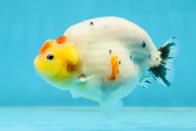 A Grade Cow Tricolor LionQueen 4 inches #050925LC_08