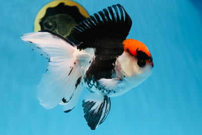 A Grade Tricolor Oranda Male 4.5-5 inches #030725OR_09