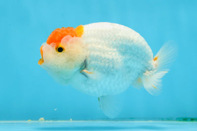 AAA Grade Duckie Red White Lipstick Tancho LionKing 4 inches #013125LC_01