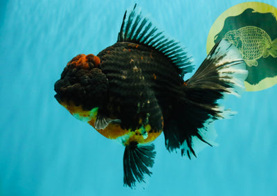 GIANT AAA Grade Red Head Kirin Oranda Male 7-7.5 inches #070326OR_05