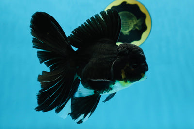 A Grade Black Oranda Male 5.5-6 inches #071125OR_13